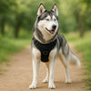 Harness
